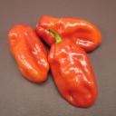 Pepper - Habanero