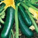 Squash - Zucchini