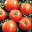 Tomato - Beefsteak