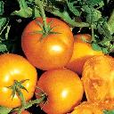 Tomato - Golden Jubilee