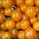 Tomato - Sun Gold