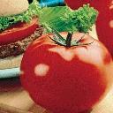 Tomato - Whopper